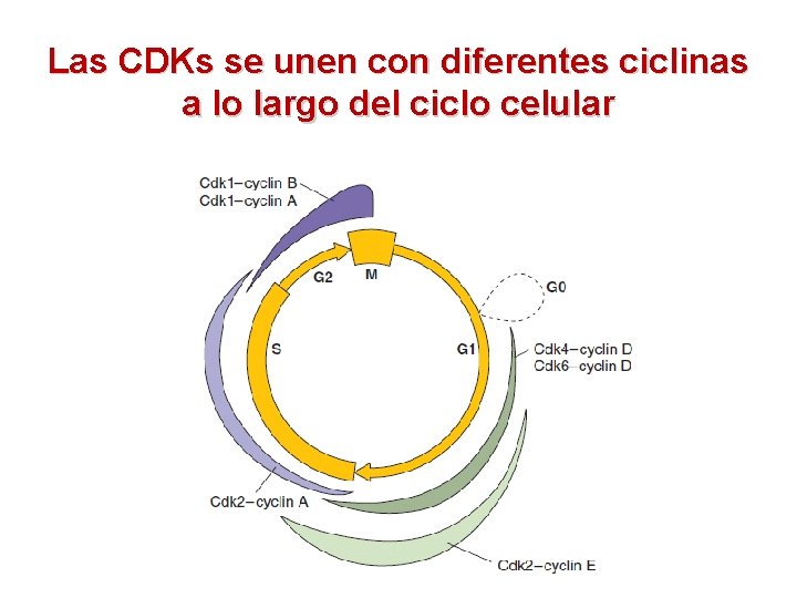 Las CDKs se unen con diferentes ciclinas a lo largo del ciclo celular 