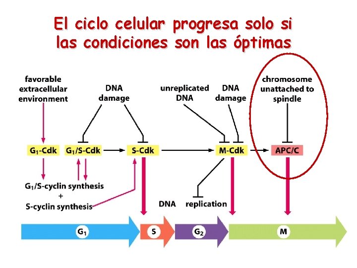 El ciclo celular progresa solo si las condiciones son las óptimas 