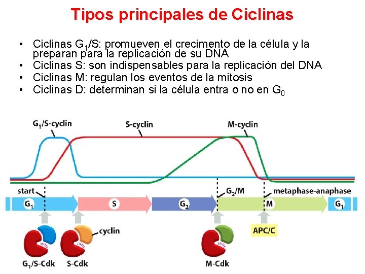 Tipos principales de Ciclinas • Ciclinas G 1/S: promueven el crecimento de la célula