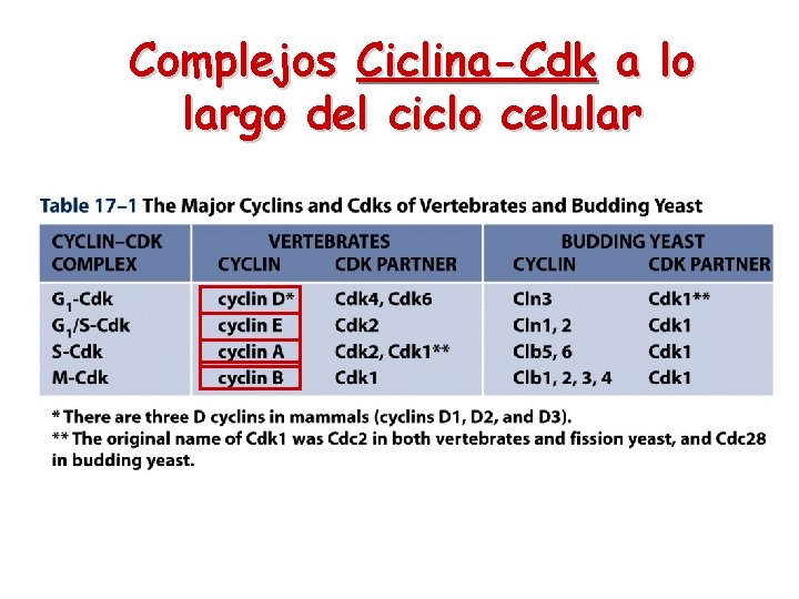Complejos Ciclina-Cdk a lo largo del ciclo celular 