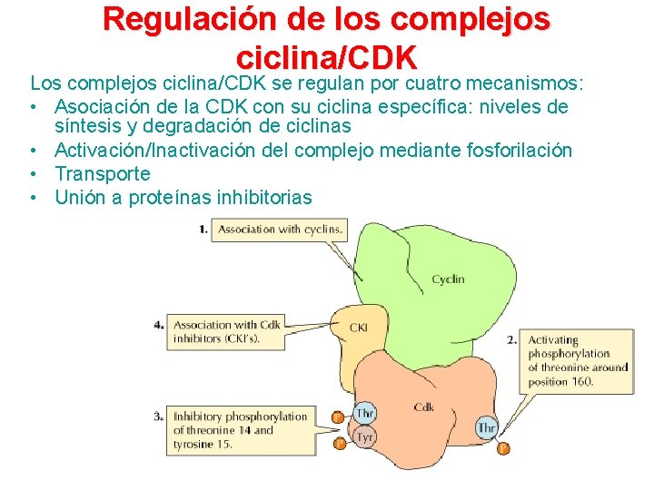 Regulación de los complejos ciclina/CDK Los complejos ciclina/CDK se regulan por cuatro mecanismos: •