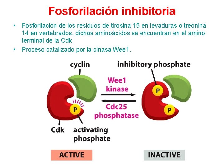 Fosforilación inhibitoria • Fosforilación de los residuos de tirosina 15 en levaduras o treonina