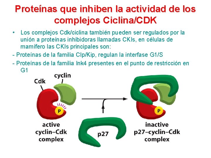 Proteínas que inhiben la actividad de los complejos Ciclina/CDK • Los complejos Cdk/ciclina también