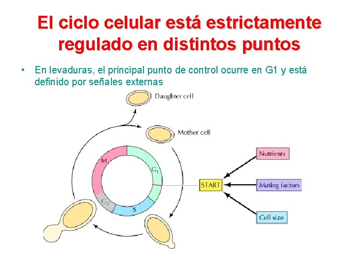 El ciclo celular está estrictamente regulado en distintos puntos • En levaduras, el principal