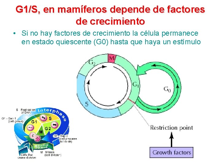 G 1/S, en mamíferos depende de factores de crecimiento • Si no hay factores