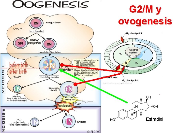 G 2/M y ovogenesis Estradiol 