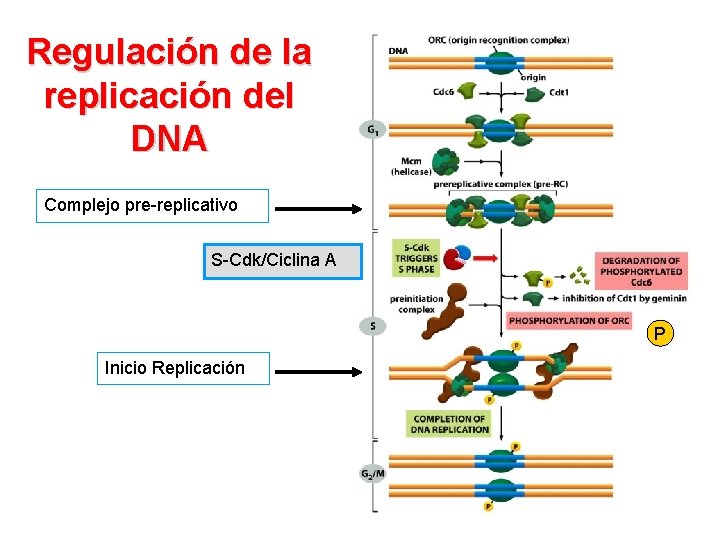Regulación de la replicación del DNA Complejo pre-replicativo S-Cdk/Ciclina A P Inicio Replicación 