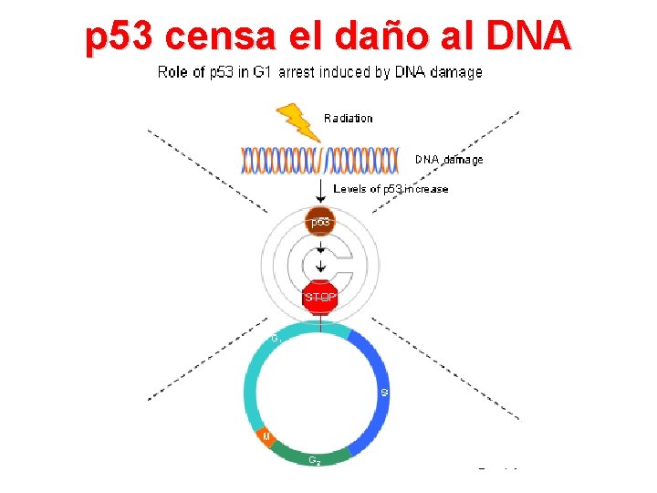 p 53 censa el daño al DNA 