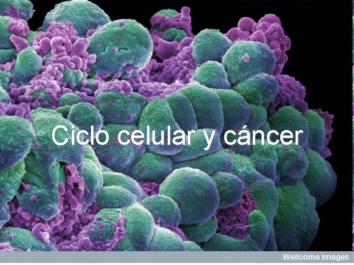 Ciclo celular y cáncer 