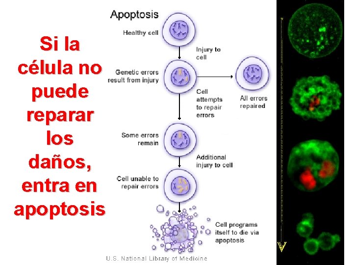 Si la célula no puede reparar los daños, entra en apoptosis 