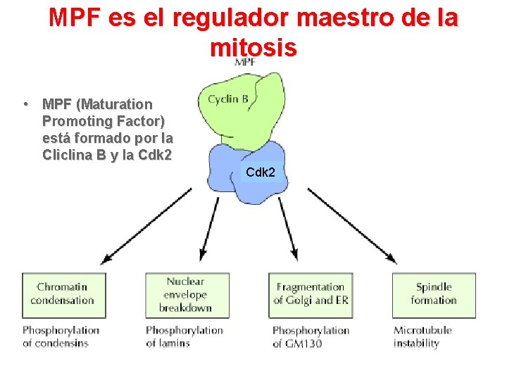 MPF es el regulador maestro de la mitosis • MPF (Maturation Promoting Factor) está