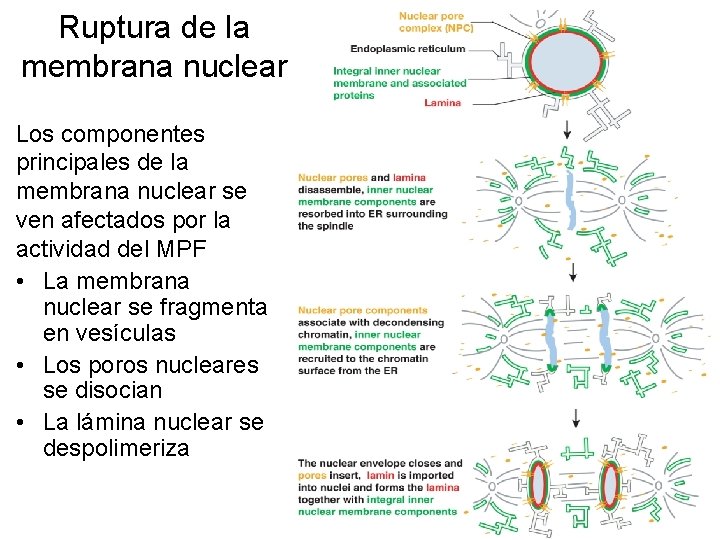 Ruptura de la membrana nuclear Los componentes principales de la membrana nuclear se ven