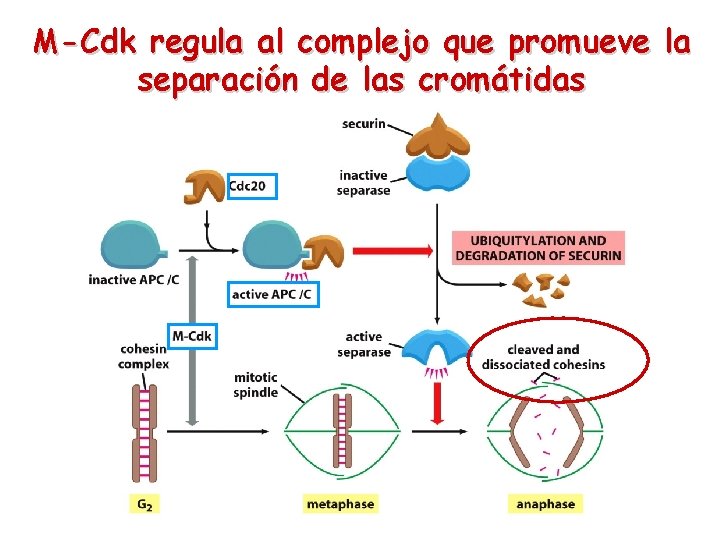 M-Cdk regula al complejo que promueve la separación de las cromátidas 