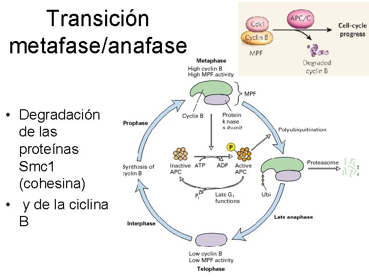 Transición metafase/anafase • Degradación de las proteínas Smc 1 (cohesina) • y de la