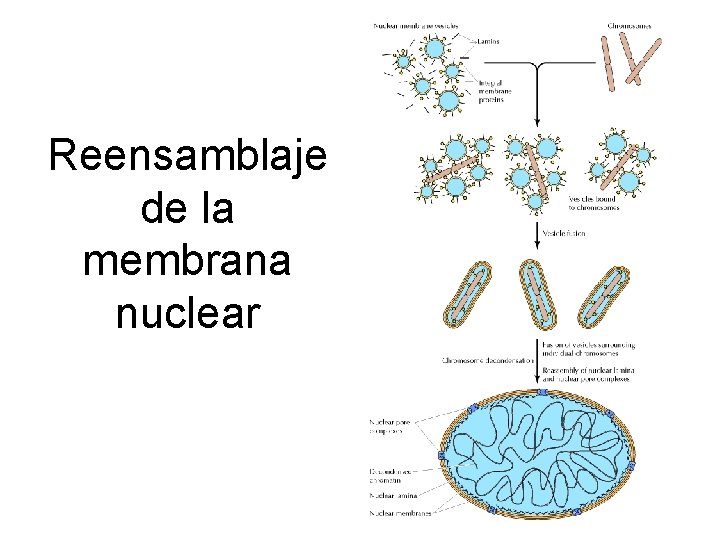 Reensamblaje de la membrana nuclear 