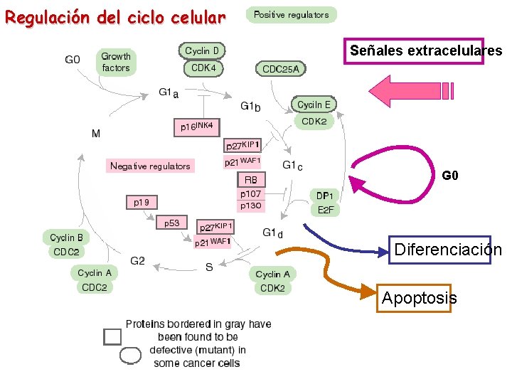 Regulación del ciclo celular Señales extracelulares G 0 Diferenciación Apoptosis 