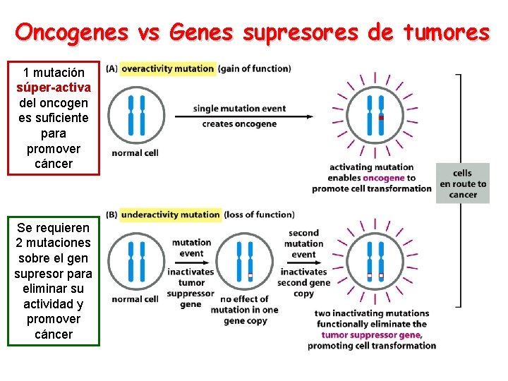 Oncogenes vs Genes supresores de tumores 1 mutación súper-activa del oncogen es suficiente para