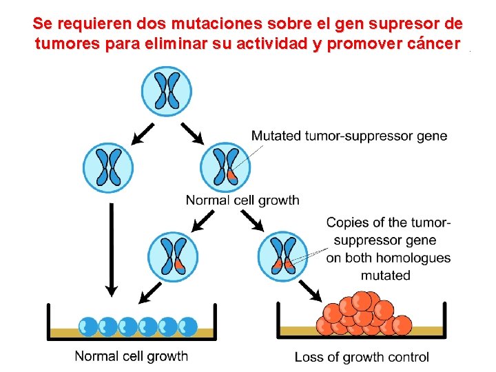 Se requieren dos mutaciones sobre el gen supresor de tumores para eliminar su actividad