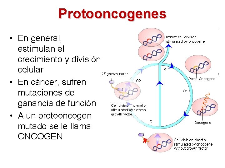 Protooncogenes • En general, estimulan el crecimiento y división celular • En cáncer, sufren