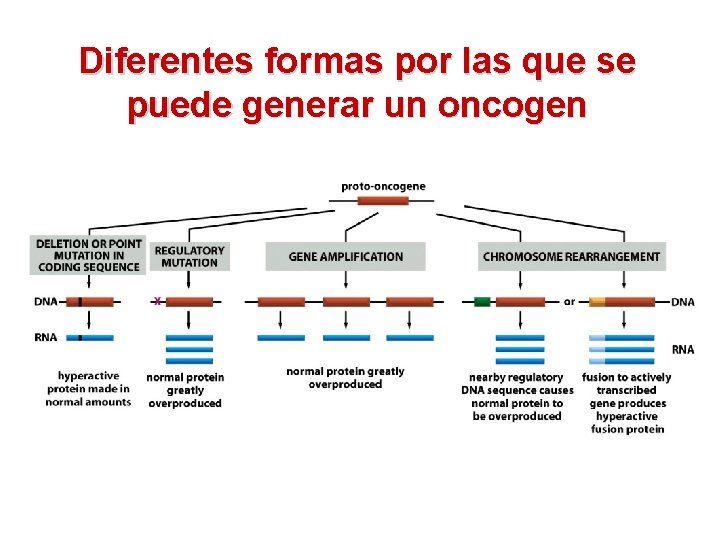 Diferentes formas por las que se puede generar un oncogen 