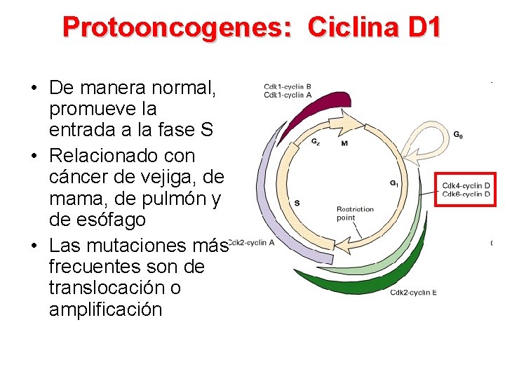 Protooncogenes: Ciclina D 1 • De manera normal, promueve la entrada a la fase