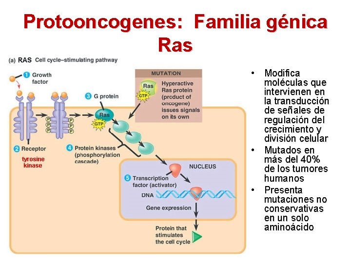 Protooncogenes: Familia génica Ras • Modifica moléculas que intervienen en la transducción de señales