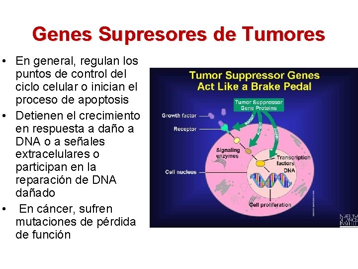 Genes Supresores de Tumores • En general, regulan los puntos de control del ciclo