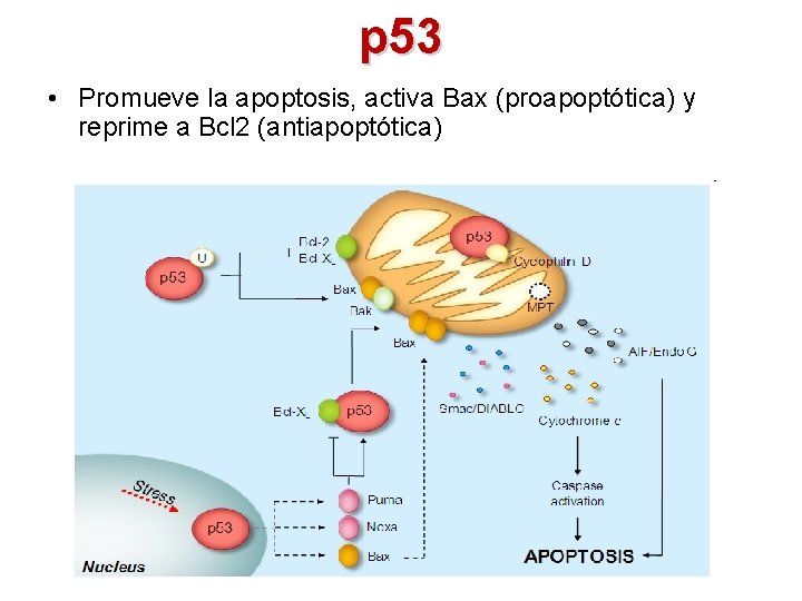 p 53 • Promueve la apoptosis, activa Bax (proapoptótica) y reprime a Bcl 2