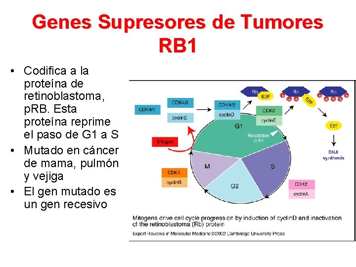 Genes Supresores de Tumores RB 1 • Codifica a la proteína de retinoblastoma, p.