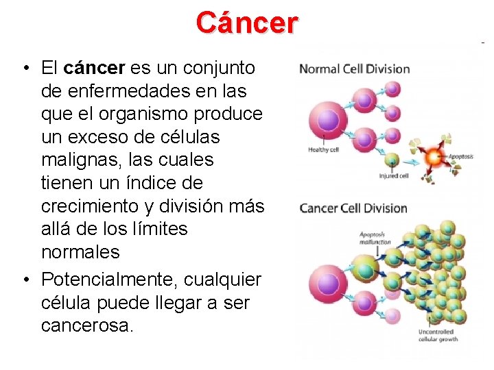 Cáncer • El cáncer es un conjunto de enfermedades en las que el organismo