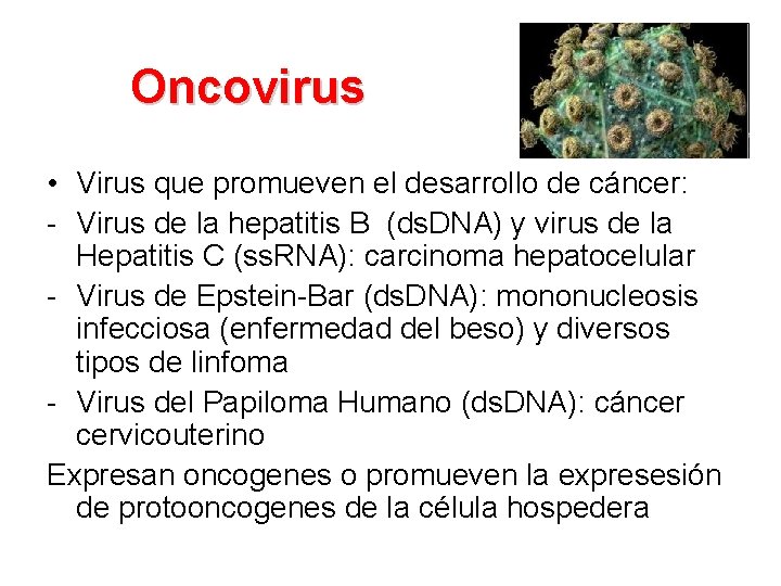 Oncovirus • Virus que promueven el desarrollo de cáncer: - Virus de la hepatitis