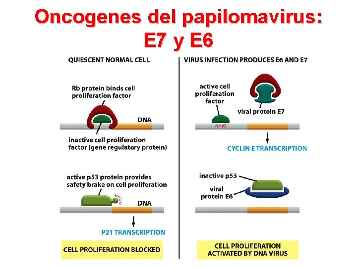 Oncogenes del papilomavirus: E 7 y E 6 