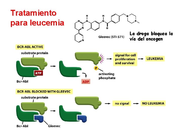 Tratamiento para leucemia La droga bloquea la vía del oncogen 