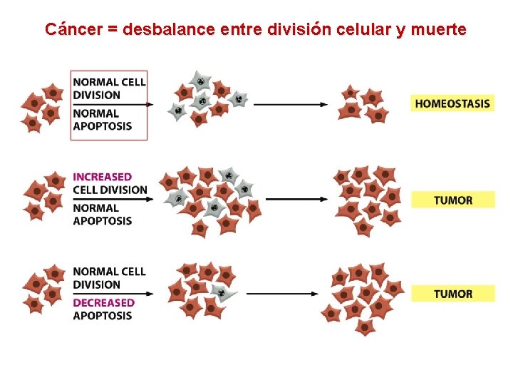 Cáncer = desbalance entre división celular y muerte 