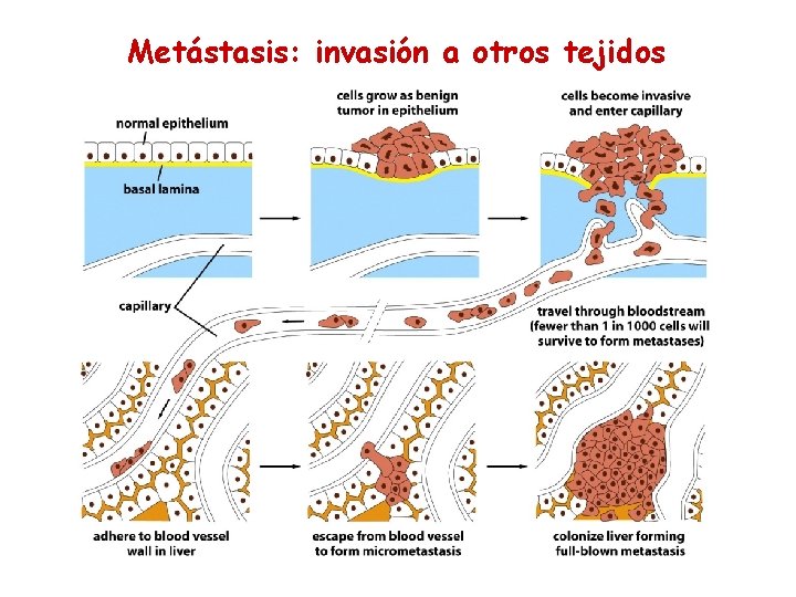 Metástasis: invasión a otros tejidos 