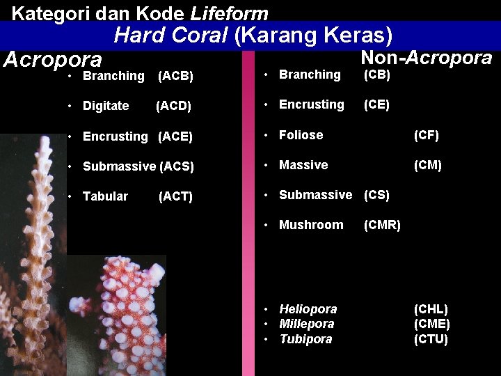Kategori dan Kode Lifeform Acropora Hard Coral (Karang Keras) • Branching (ACB) • Branching