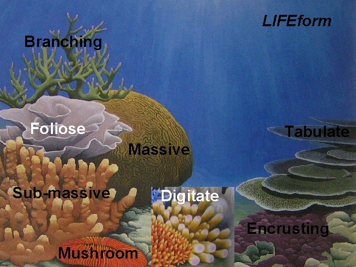 LIFEform Branching Foliose Tabulate Massive Sub-massive Digitate Encrusting Mushroom 