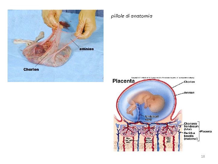 pillole di anatomia 18 