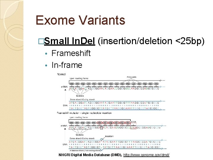 Exome Variants �Small In. Del (insertion/deletion <25 bp) Frameshift • In-frame • NHGRI Digital