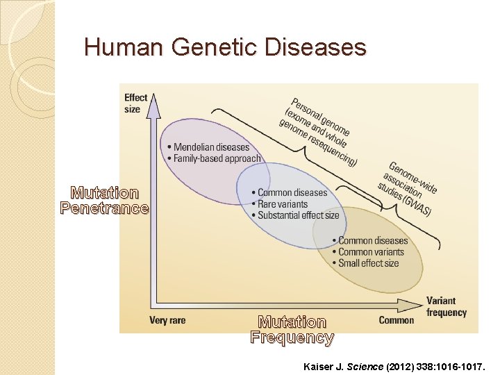 Human Genetic Diseases Mutation Penetrance Mutation Frequency Kaiser J. Science (2012) 338: 1016 -1017.