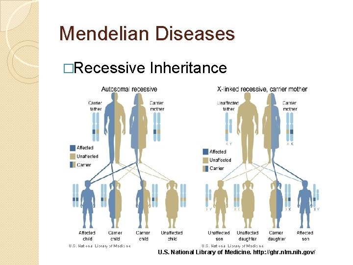 Mendelian Diseases �Recessive Inheritance U. S. National Library of Medicine. http: //ghr. nlm. nih.