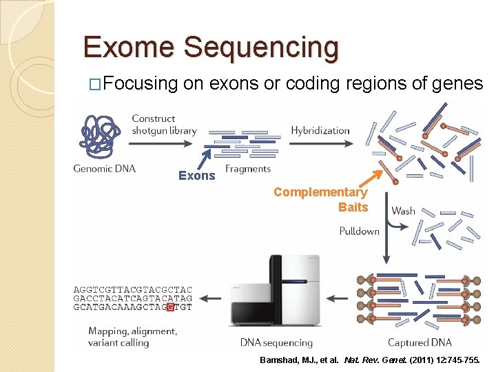 Exome Sequencing �Focusing on exons or coding regions of genes Exons Complementary Baits Bamshad,