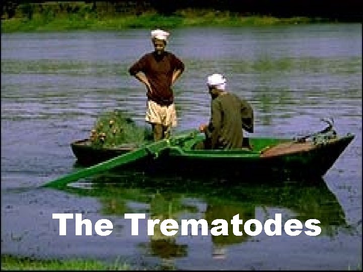 The Trematodes The Trematodes