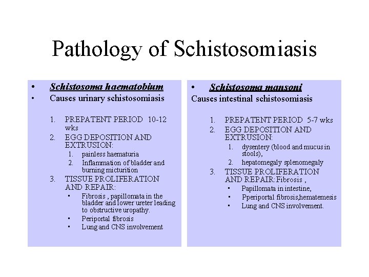 Pathology of Schistosomiasis • Schistosoma haematobium • • Causes urinary schistosomiasis Causes intestinal schistosomiasis Pathology of Schistosomiasis • Schistosoma haematobium • • Causes urinary schistosomiasis Causes intestinal schistosomiasis