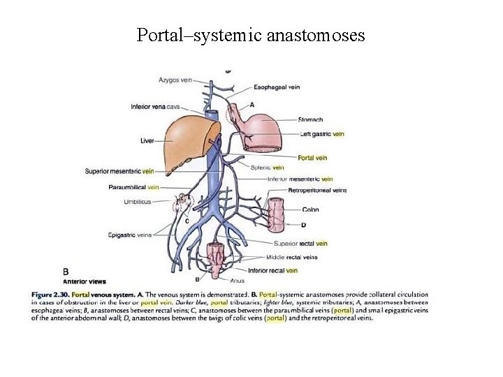 Portal–systemic anastomoses Portal–systemic anastomoses