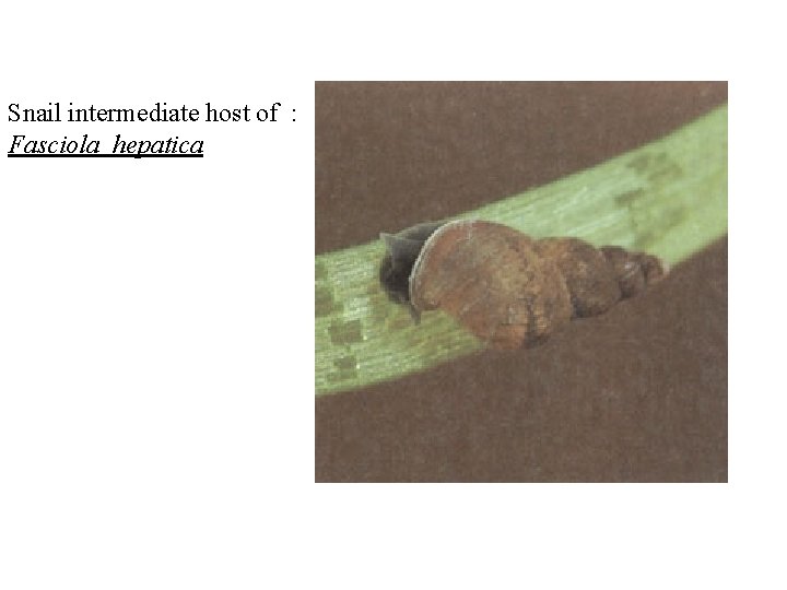 Snail intermediate host of : Fasciola hepatica Snail intermediate host of : Fasciola hepatica