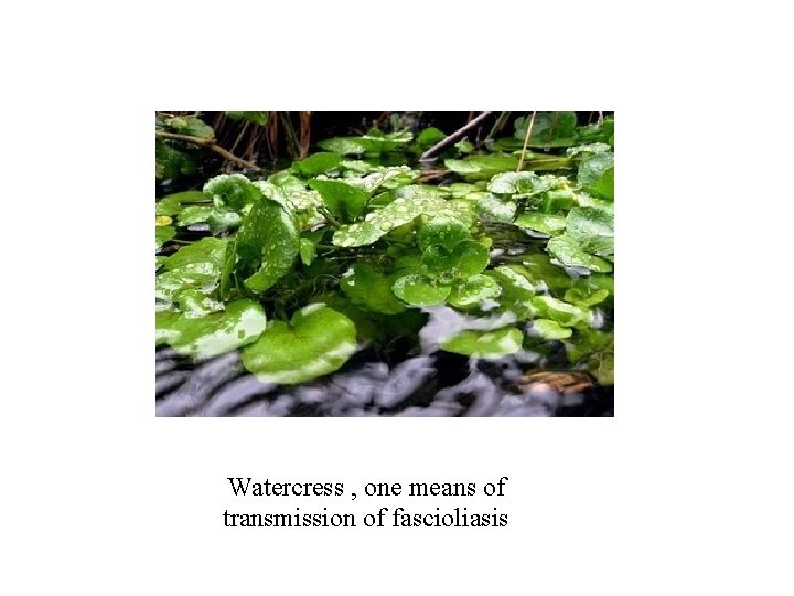 Watercress , one means of transmission of fascioliasis Watercress , one means of transmission of fascioliasis