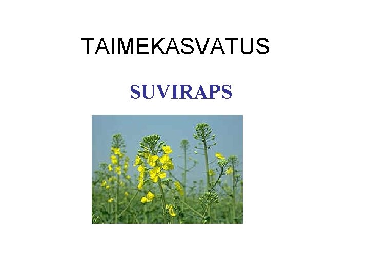 TAIMEKASVATUS SUVIRAPS 