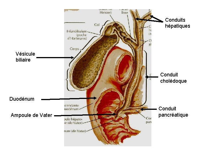 Conduits hépatiques Vésicule biliaire Conduit cholédoque Duodénum Ampoule de Vater Conduit pancréatique 