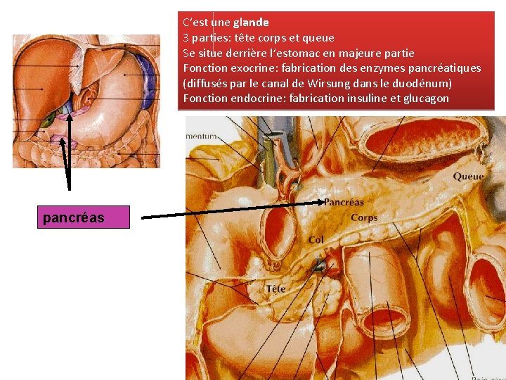 C’est une glande 3 parties: tête corps et queue Se situe derrière l’estomac en